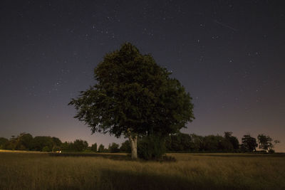 Trees on field at night