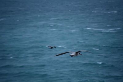 Bird flying over sea against sky