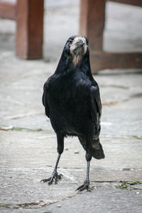 Raven perching on footpath