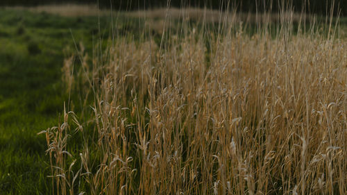 Close-up of wheat growing on field