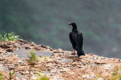 Close-up of bird perching on rock