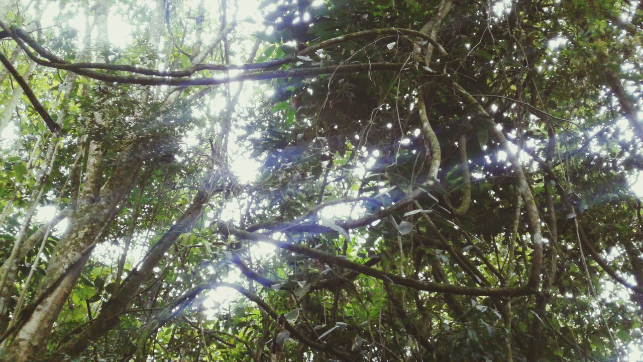 tree, nature, growth, low angle view, beauty in nature, forest, no people, tranquility, outdoors, leaf, day, green color, branch, bamboo grove, sky