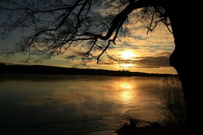 Sun shining through trees