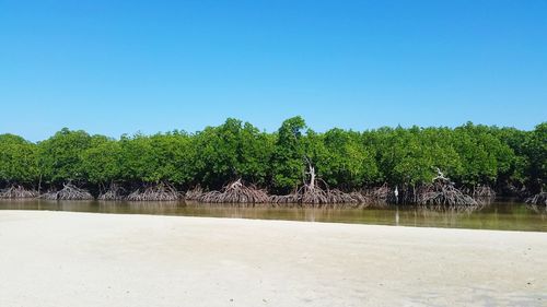 Scenic view of calm sea against clear sky