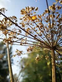 Low angle view of flowering plant against sky