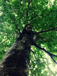 Low angle view of trees in forest