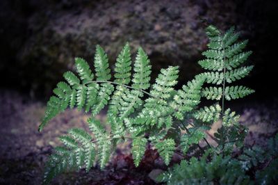 Close-up of fern