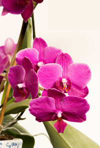 Close-up of pink flowers