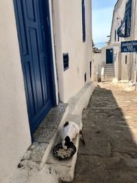 High angle view of cat eating food in alley amidst buildings