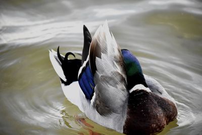 Close-up of duck swimming in lake