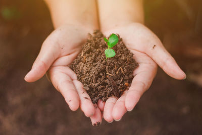 Close-up of hand holding plant