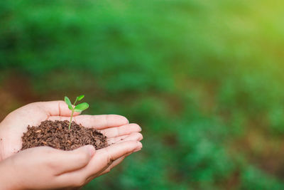 Close-up of hand holding plant