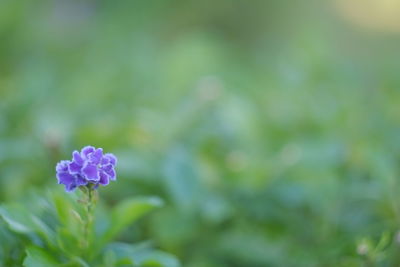 Close-up of purple flowering plant