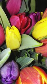 Full frame shot of multi colored flowers