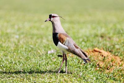 Close-up of southern lapwing perching on grassy field