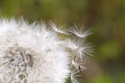 Close-up of dandelion on plant