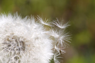 Close up macro of dropping off taraxacum  seeds against a green lawn background