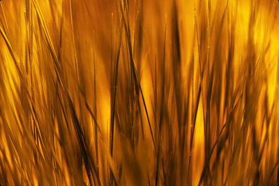 Close-up of crops growing on field