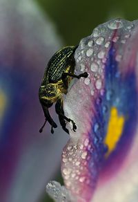 Close-up of butterfly pollinating on purple flower
