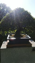 Close-up of tree against sky