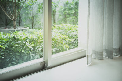 Close-up of potted plant on window sill