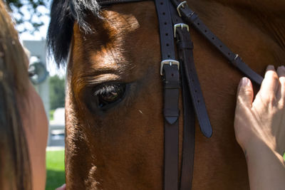 Close-up of horse