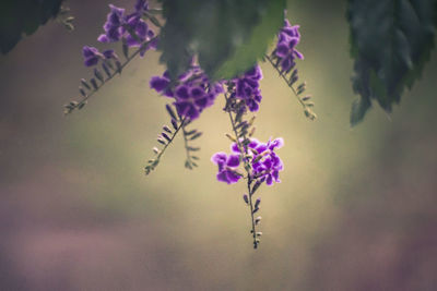 Close-up of purple flowering plant