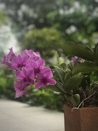 Close-up of flowers against blurred background