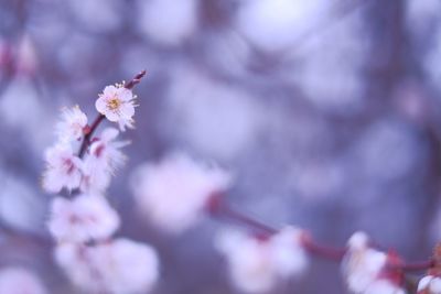 Close-up of pink flowers blooming on tree