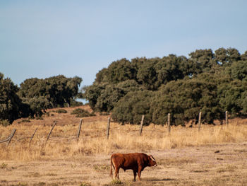 Horse in a field