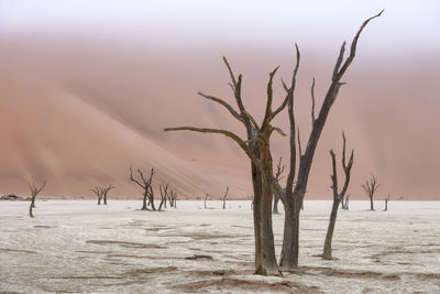 Bare trees on snow covered land against sky