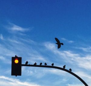 Low angle view of bird flying in sky