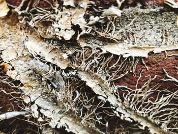 Full frame shot of dry leaf