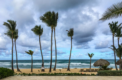 Palm trees on beach against sky