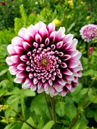 Close-up of fresh purple flowers blooming outdoors