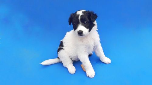 White dog looking away against blue background