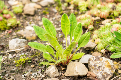 plant