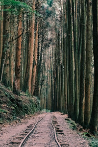 Walkway amidst trees in forest