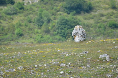 Rock on field by trees