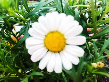 Close-up of white daisy flower