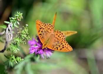 Close-up of butterfly pollinating on purple flower