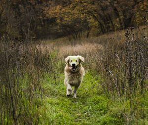 Portrait of dog standing on grass