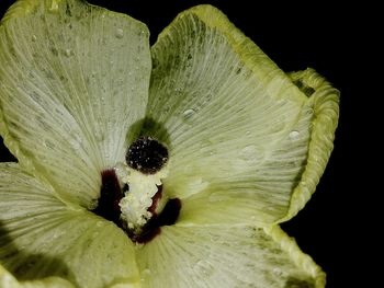 Close-up of leaf over black background