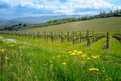 Scenic view of field against sky