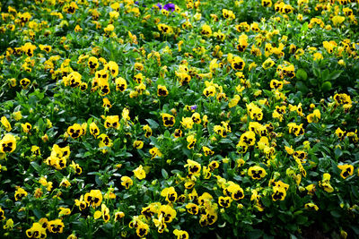 High angle view of yellow flowering plants on field