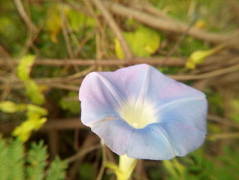 Close-up of purple flower