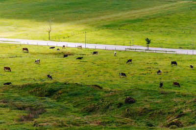 Flock of cows in a field