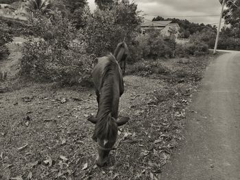 Rear view of woman on field