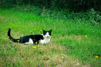 Portrait of cat on grass