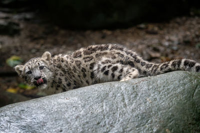 Cat relaxing on rock